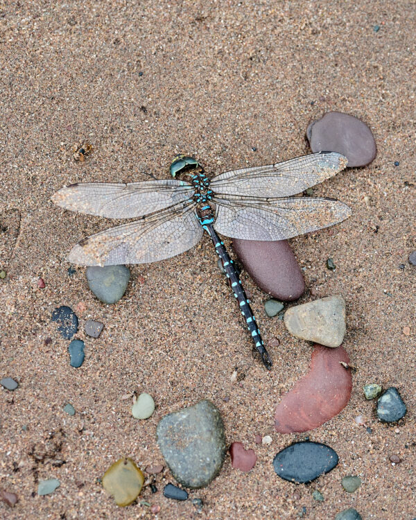 Canada Darner Dragonfly on Beach