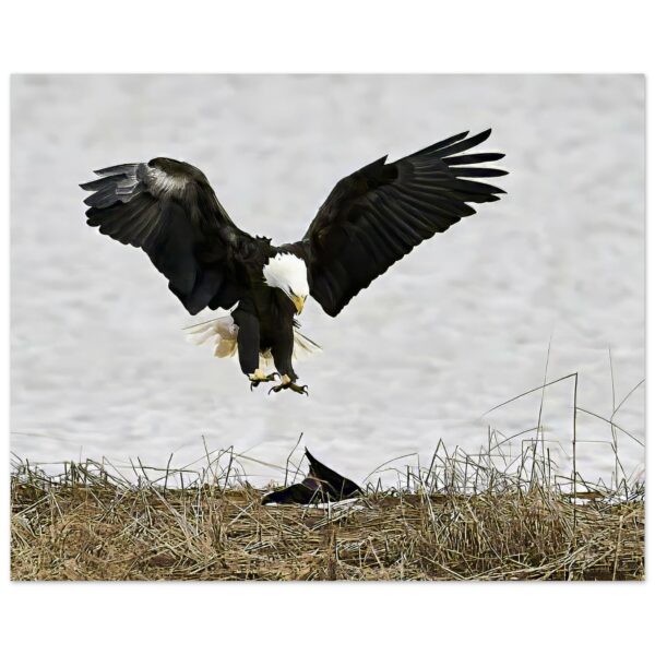 Eagle Above Crow, Chezzetcook Premium Semi-Glossy Paper Poster 8" x 10"