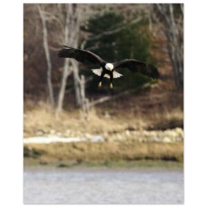 Eagle Above Water, Chezzetcook Premium Semi-Glossy Paper Poster 8" x 10"