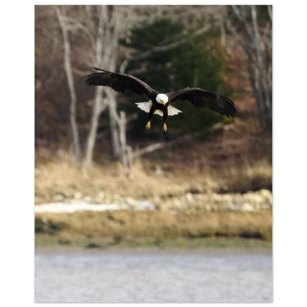 Eagle Above Water, Chezzetcook Premium Semi-Glossy Paper Poster 8" x 10"