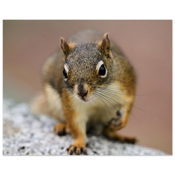 Portrait of a Squirrel Aluminum Print 16" x 20"
