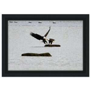 Two Eagles, Chezzetcook Framed Canvas 8" x 12"