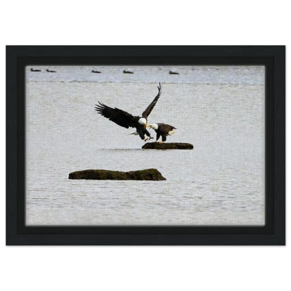 Two Eagles, Chezzetcook Framed Canvas 8" x 12"