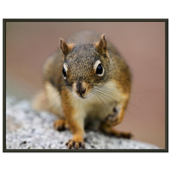 Portrait of a Squirrel Premium Semi-Glossy Paper Metal Framed Poster 16" x 20"