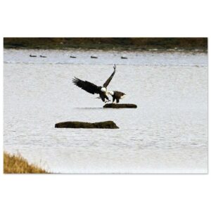 Two Eagles, Chezzetcook Aluminum Print 8" x 12"