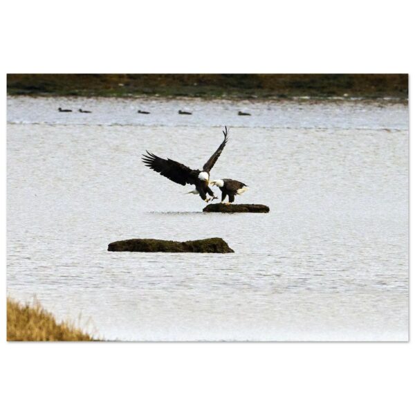 Two Eagles, Chezzetcook Aluminum Print 8" x 12"