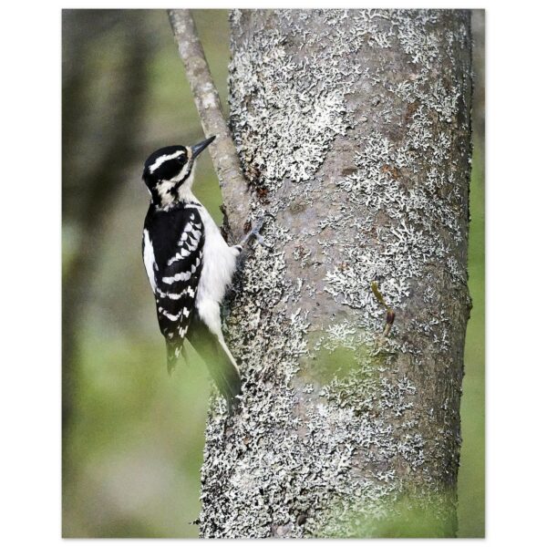 Hairy Woodpecker Premium Semi-Glossy Paper Poster 16" x 20"