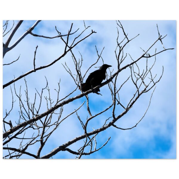 Crow on Tree Branch Aluminum Print