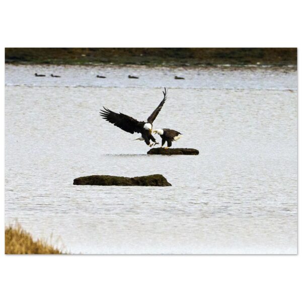 Two Eagles, Chezzetcook Premium Semi-Glossy Paper Poster 8" x 12" A4 21 x 29.7cm