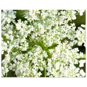 Cow Parsley Aluminum Print