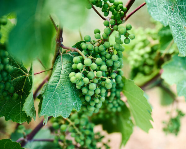 Wine Grapes, Blomidon Estate Winery