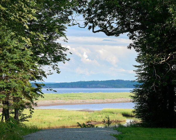 A photograph of an archway of trees in Crystal Cliffs, framing a field with a shoreline and clouds.