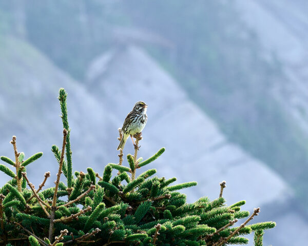 An image of a Savannah Sparrow on a pine tree, backlit creating a glow around the bird, with rocks and greenery behind.