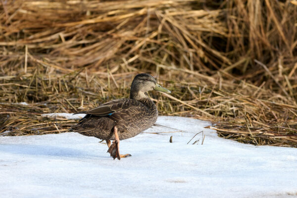 Duck Walking on Snow