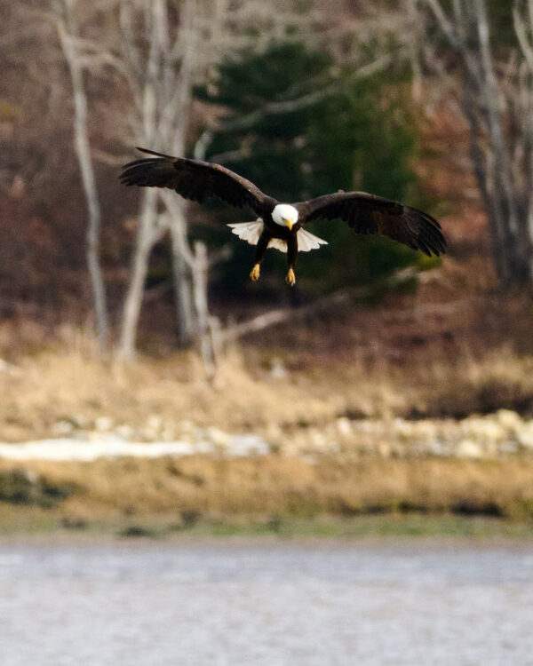 Eagle Above Water, Chezzetcook