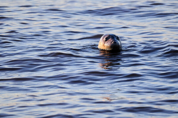 Seal, Grand Pré
