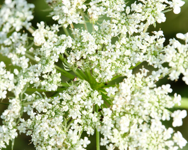 Cow Parsley