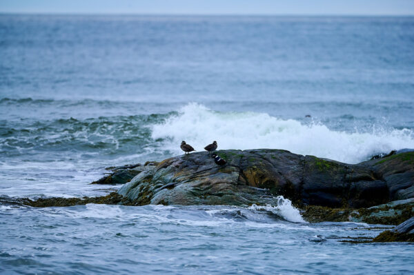Birds Standing on a Rock, Martinique Beach
