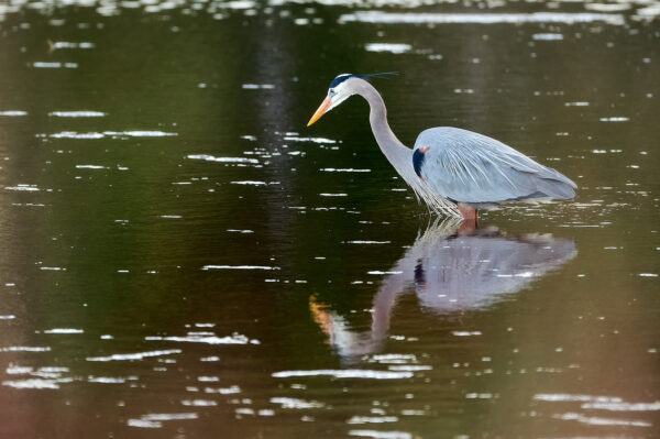 Great Blue Heron