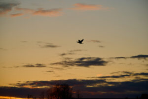 Bird Flying at Sunset