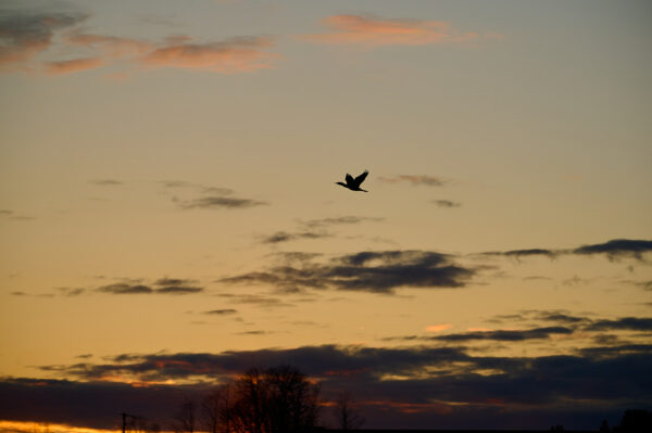 Bird Flying at Sunset