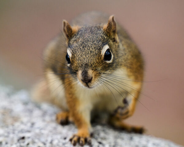 Portrait of a Squirrel