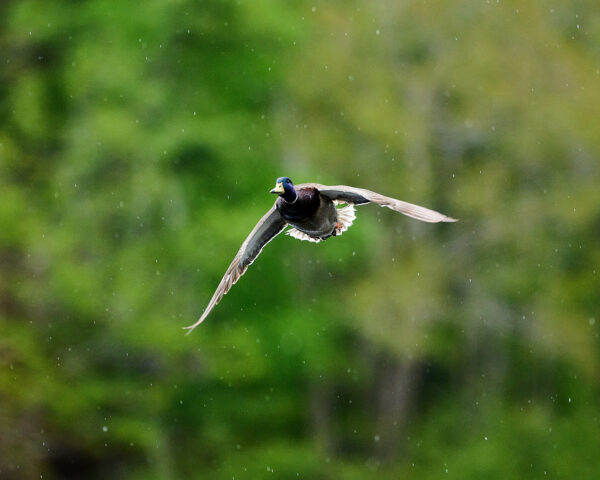 Duck Flying in the Rain