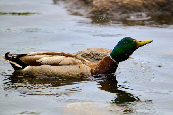 Duck in the Water (3)