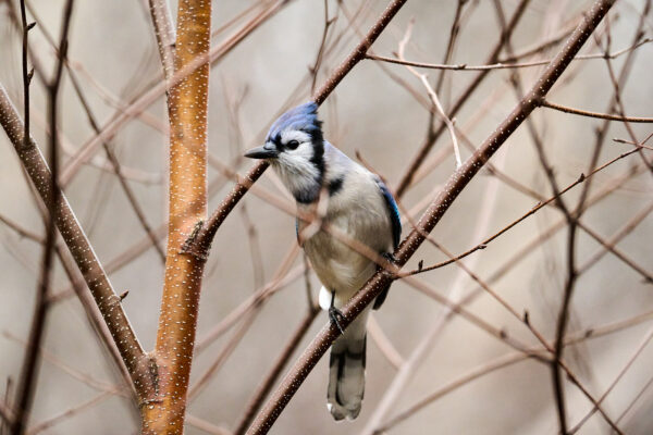 Blue Jay on a Tree