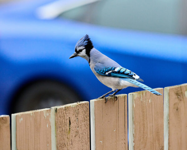 Blue Jay and Blue Car