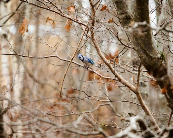 Blue Jay on a Tree (2)
