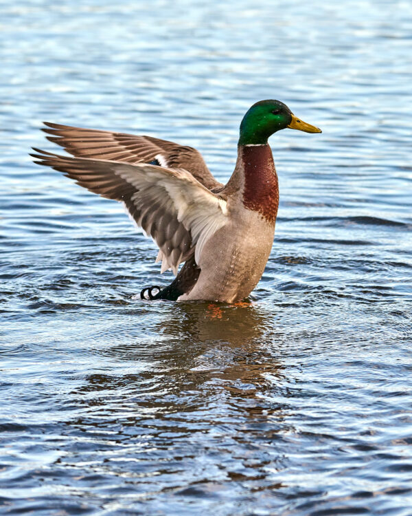 Duck in the Water (2)