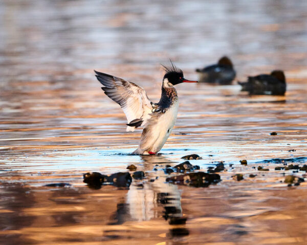 Duck, Red-Breasted Merganser