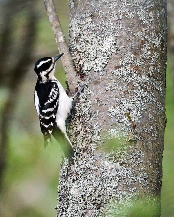 Hairy Woodpecker