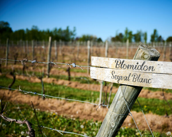 Seyval Blanc Sign and Vineyard