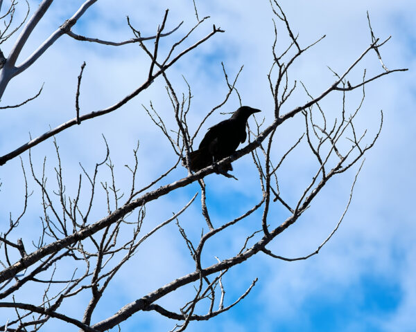 Crow on Tree