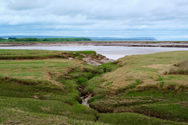 Field With Mudflats