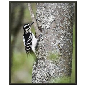 Hairy Woodpecker Premium Semi-Glossy Paper Metal Framed Poster 16" x 20"