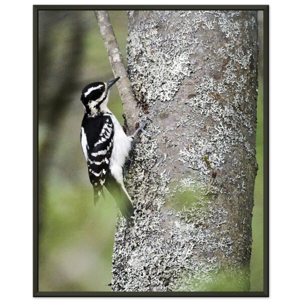 Hairy Woodpecker Premium Semi-Glossy Paper Metal Framed Poster 16" x 20"