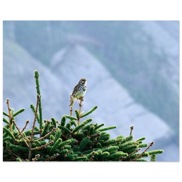 Savannah Sparrow on Pine Tree Premium Semi-Glossy Paper Poster 8" x 10"