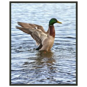 Duck in the Water (2) Premium Semi-Glossy Paper Metal Framed Poster 16" x 20″
