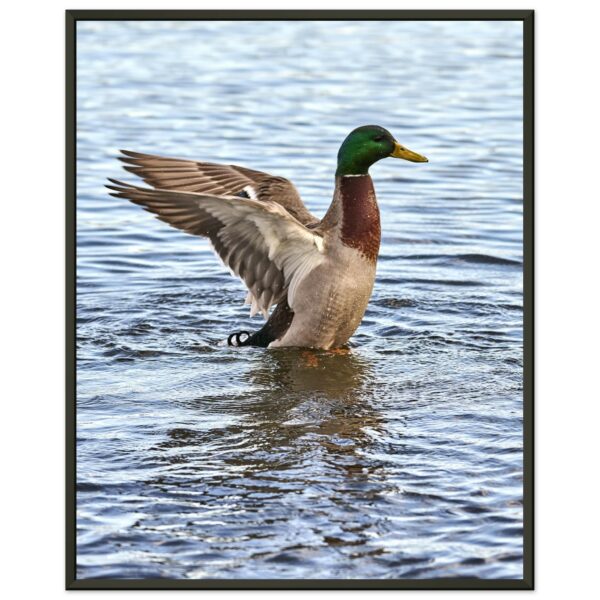 Duck in the Water (2) Premium Semi-Glossy Paper Metal Framed Poster 16" x 20″