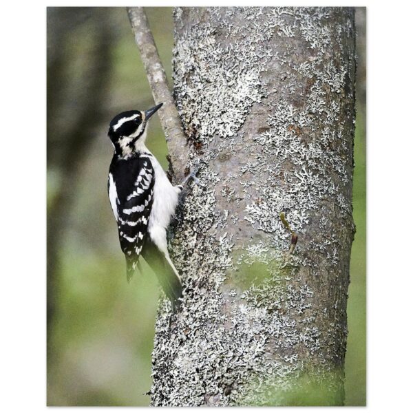 Hairy Woodpecker Aluminum Print 16" x 20"