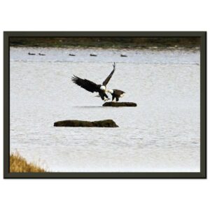 Two Eagles, Chezzetcook Premium Semi-Glossy Paper Metal Framed Poster 8" x 12" A4 21 x 29.7cm
