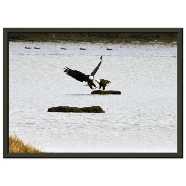 Two Eagles, Chezzetcook Premium Semi-Glossy Paper Metal Framed Poster 8" x 12" A4 21 x 29.7cm