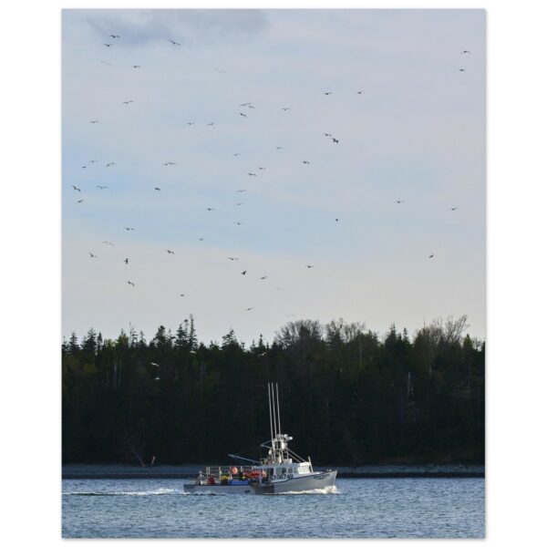 Boat and Seagulls, Fisherman's Cove Aluminum Print 16" x 20"