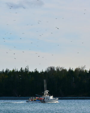 Boat and Seagulls, Fisherman's Cove