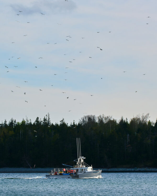 Boat and Seagulls, Fisherman's Cove