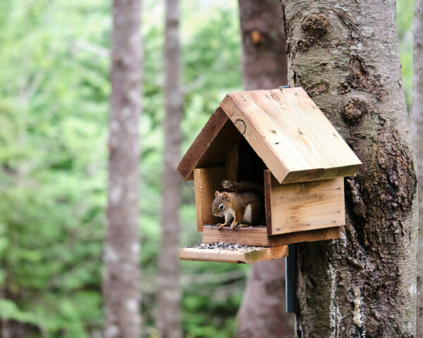 Squirrel in Birdhouse
