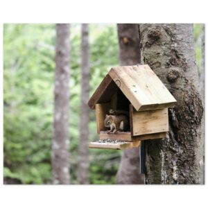 Squirrel in Birdhouse Aluminum Print 16" x 20"